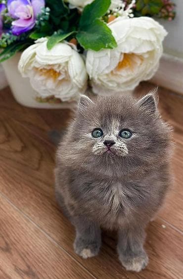 домашний животные: Скотиш Фолд (Шотландская вислоухая), 1 месяц, Мальчик, Приучена к лотку — 2