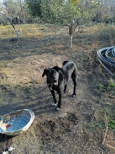 Вязка собак: Алабай, 8 месяцев, Самка, С прививкой — 5
