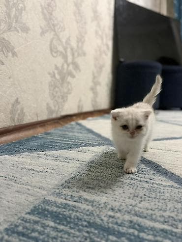 шотландский вислоухий котенок: Котята с вислоухими ушками (тип скоттиш-фолд/страйт по внешности) — 3