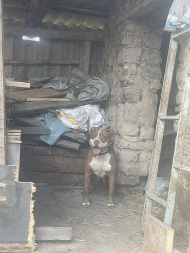 купить чихуахуа девочку: Питбуль, 5 лет, Самка, С прививкой — 2