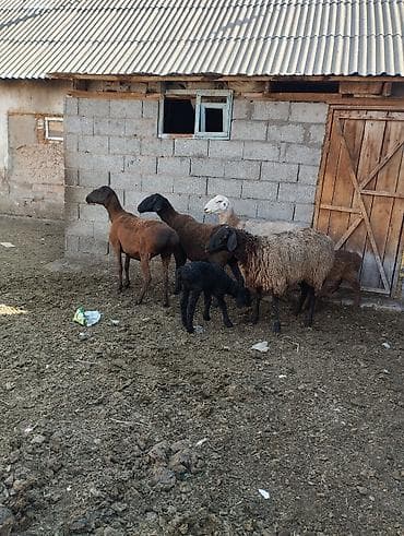 куриный дом: Продаю | Овца (самка), Ягненок — 3