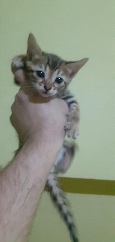 котята бенгальской кошки: Бенгальская, 1 месяц, Мальчик, Приучена к лотку — 7