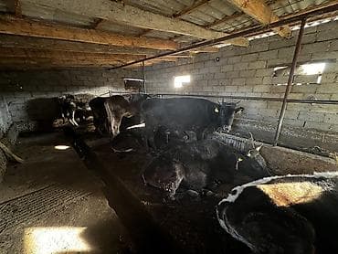 стригальная машинка для стрижки овец: Продаю | Тёлка | На откорм, На забой, Для разведения | Привязанные — 2