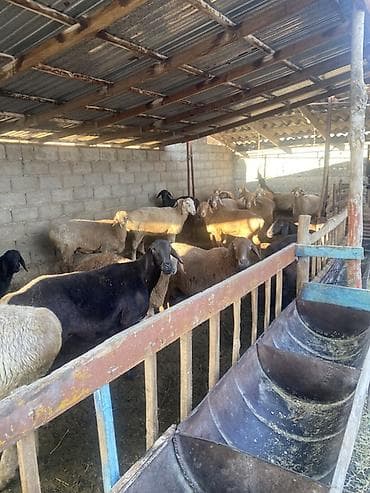 ала тоо уйлары: Продаю | Овца (самка) | Арашан | Для разведения | Матка — 1