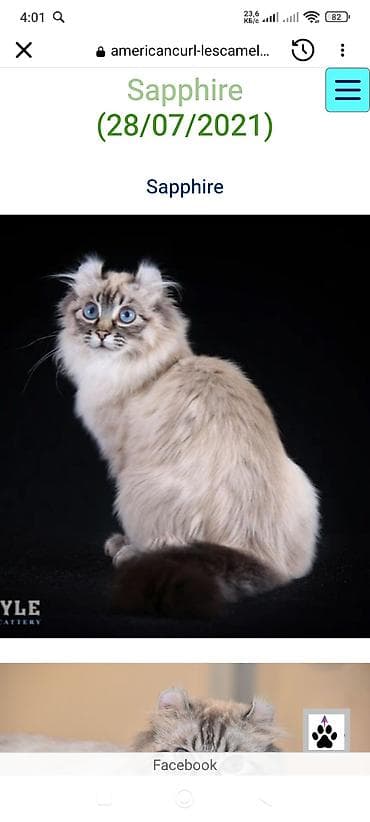 бурманский котенок: Американский кёрл, 3 месяца, Мальчик, С прививками — 9
