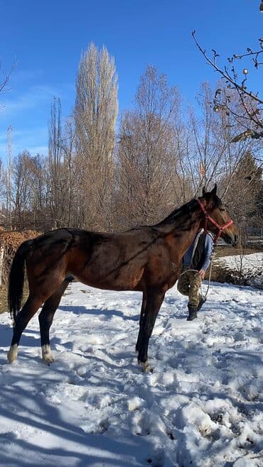 объявления о пропаже животных: Продаю | Конь (самец) | Полукровка | Конный спорт | Мерин — 4