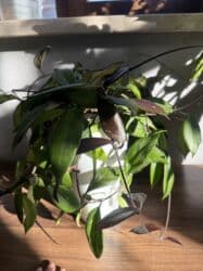 диффенбахия купить: Продаю в ассортименте цветы из личной коллекции. Все взрослые, мощная — 5