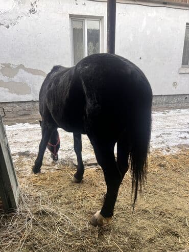 кане карсо: Продаю | Кобыла (самка) | Полукровка, Английская, Кара Жорго | Для разведения, Рабочий, Конный спорт | Племенные — 5