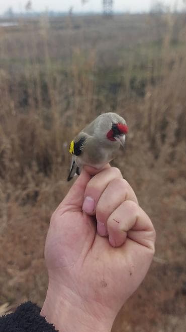 индюк птица: Щегол певчие птицы 
сайраган чымчыктар — 2