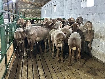 цесарки купить: Продаю | Баран (самец) | Арашан | На забой, Для разведения | Племенные — 2