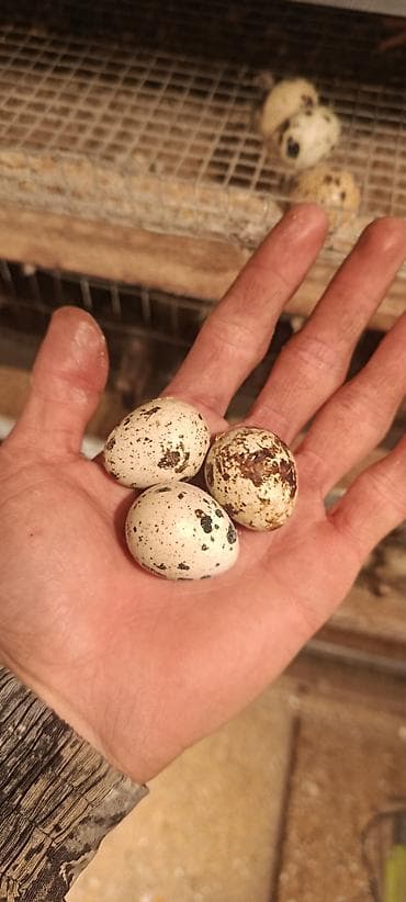 280 сом в месяц ошка: Бодоно сатылат 40 штук 3 айлык бодонолол 200 сомдон 1 бодоно — 5