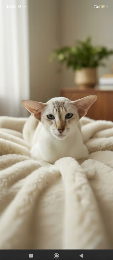 куда можно отдать кошку: Ориентальная, 2 года, Девочка, Белый, Кастрирована, Приучена к лотку, Проглистована — 1