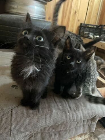 котятя: Срочно отдам за хорошие руки 3 мальчика 1 девочка Котята домашние — 2