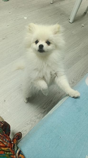 королевский пекинес: Шпиц, 6 месяцев, Самец, С прививкой, С родословной — 1