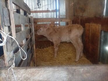 4 5мм: Сатам | Музоо | Аргын | Бордоп семиртүү үчүн | Жасалма уруктандырылган — 3