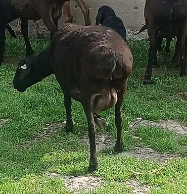 купить курдючного барана: Продаю | Овца (самка) | Для разведения | Матка — 3