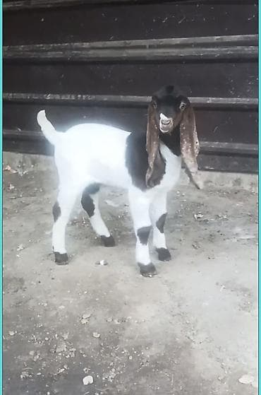 козла: Продаю | Козлёнок | Камори — 3