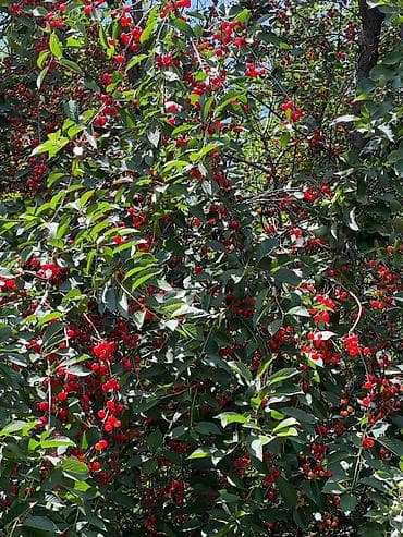 капсула дом: 200 м², 5 комнат, Утепленный, Евроремонт, Кондиционер — 9