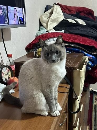 кошка домашняя: Цена договорная — 3