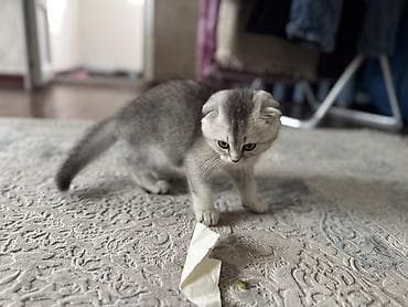 шотландская котенок: Шотландский вислоухий котёнок (Scottish Fold) - Окраc: серебристый — 2