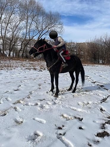 Үй жаныбарлары үчүн товарлар: Сатам | Байтал | Аргын | Жумушка — 1
