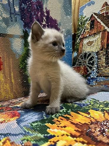 Сиамская, 1 месяц, Мальчик, Метис — 2