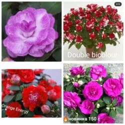 тюльпан гулу жонундо маалымат кыргызча: В продаже детки представленных растений детки каланхоэ по 150 с,детки — 10