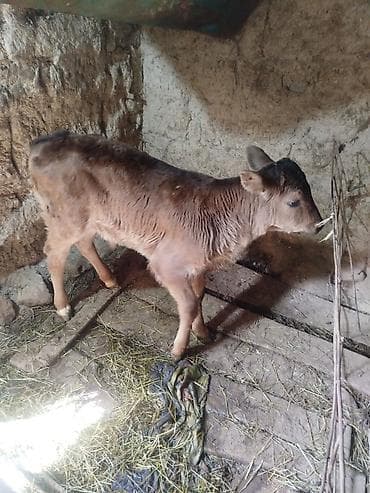 африканский сом купить: Продаю | Бык (самец) | Полукровка | На откорм — 2