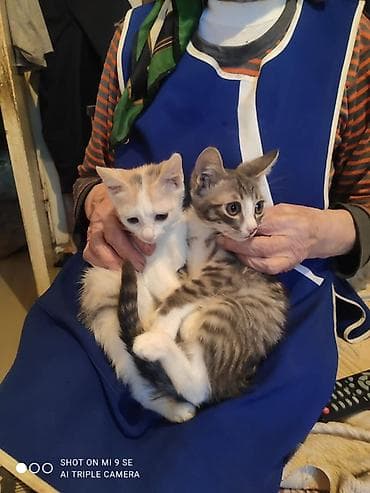 Котята домашние, возраст примерно 2–3 месяца. Два малыша: - Окрас 1 lalafo.kg да Котята домашние, возраст примерно 2–3 месяца. Два малыша: - Окрас 1
