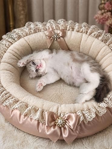 d cat: Скотиш Фолд (Шотландская вислоухая), 1 месяц, Девочка, Лиловый, Метис, Приучена к лотку — 10
