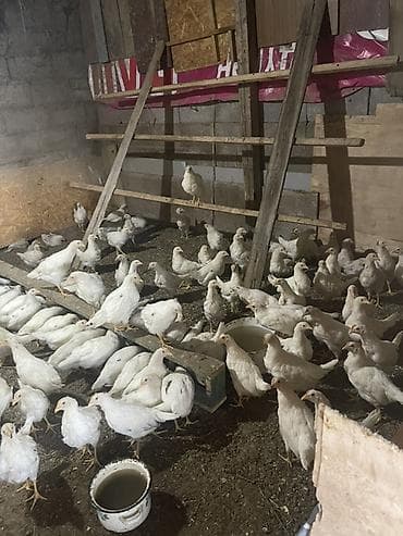 гуси линда: Продаю | Цыплята | Несушки — 3