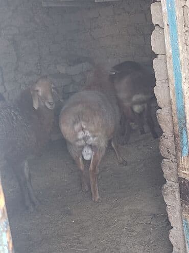 дом животные: Продаю | Баран (самец) | Для разведения — 4