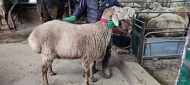 ат баши: Продаю | Баран (самец) | Арашан | Для разведения | Осеменитель — 2