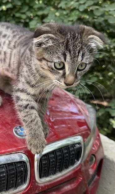 Мышыктар сатылат: Мама вислоухая. - Шерсть мягкая, густая, короткая. - Характер — 3