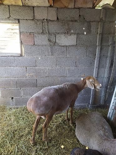 Продаю | Овца (самка) | Для разведения | Матка