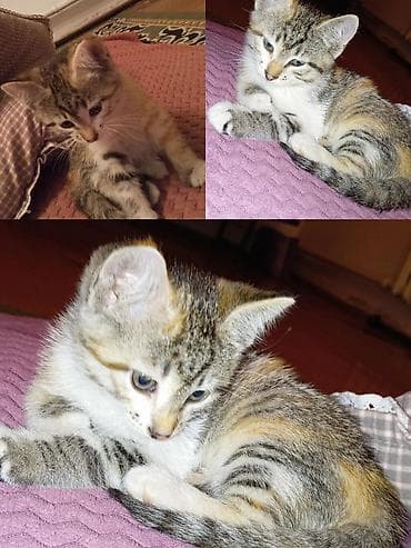 сиамская кошка даром: Кошка даром: Беспородная, 2 месяца, Девочка, Приучена к лотку — 2