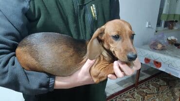 акустические системы newrixing колонка в виде собак: Такса, 4 месяца, Самка, С прививкой — 2