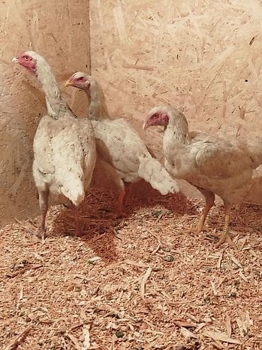 Услуги ветеринара: Дакан ак мекиштер сатылат активный алмашу жолдору бар адрес Заря — 6