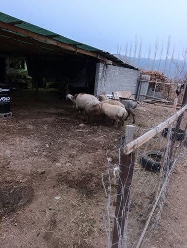 кормовая соль для животных: Продаю | Овца (самка) | Для разведения | Матка — 1