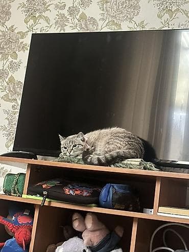 Коляски: В связи с переездом отдадим домашнюю кошку в добрые любящие руки не — 3