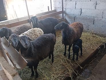 Продам с/х животных: Продаю | Овца (самка) | Для разведения | Матка — 6
