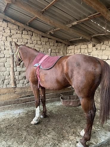 Ветеринар кызматы: Сатам | Жылкы (эркек) | Ат спорту | Асыл тукумдуу — 2