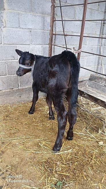 Продаю | Тёлка | На откорм | Искусственник — 2