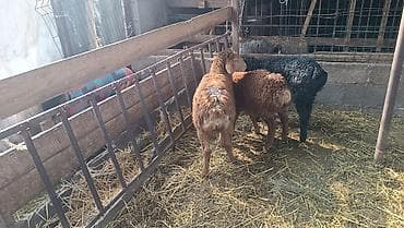 баран живой: Продаю | Ягненок — 7