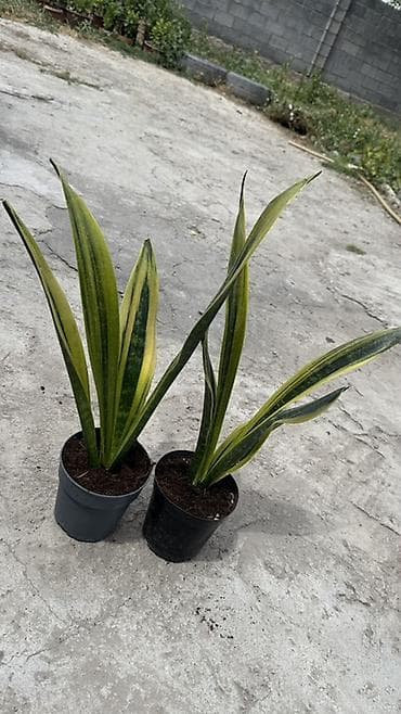 фикус тинеке: Сансевьера (Sansevieria trifasciata, «щучий хвост», «тещин язык») в — 2