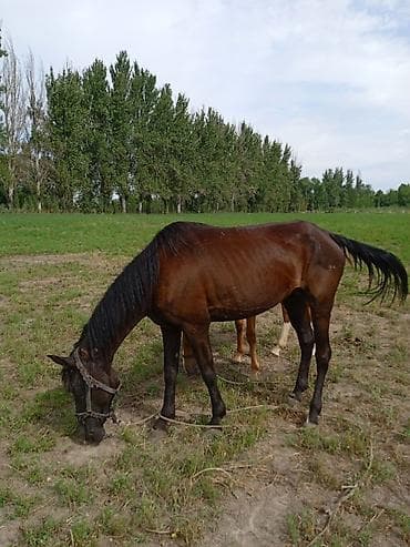 продажа собак бишкек: Продаю | Кобыла (самка) — 1