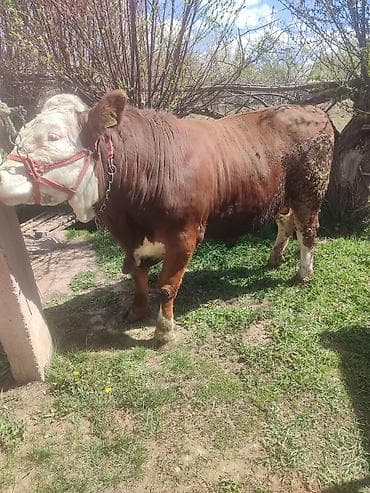 Продаю | Бык (самец) | Монбельярд | Для разведения | Племенные