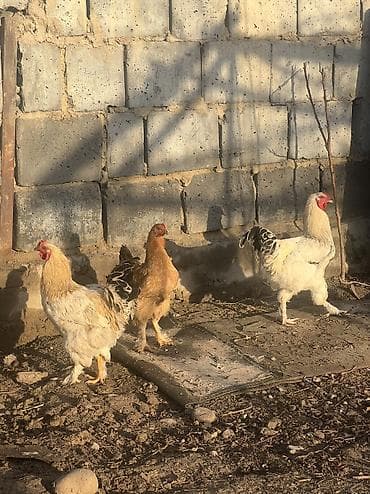 орпингтон куры: Продаю | Куры, Петух | Брама | Для разведения — 5