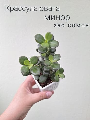 саженцы даром: 🌿 Комнатные цветы (укоренённые черенки/молодые растения/взрослые — 10