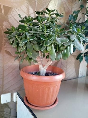 Толстянка (денежное дерево) в горшке. - Компактное ветвистое растение